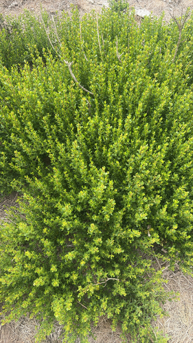 iNaturalist observation photo of coyote brush