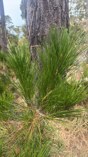 iNaturalist observation photo of Monterey pine