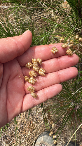 iNaturalist observation photo of Greater Quaking Grass