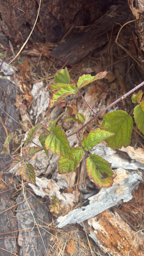 iNaturalist observation photo of trailing blackberry