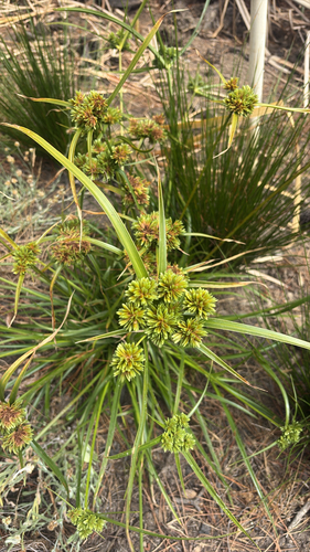 iNaturalist observation photo of tall flatsedge