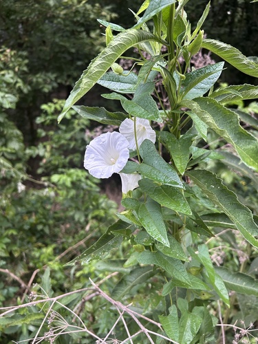 hedge bindweed