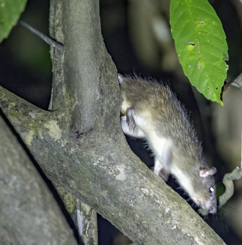 Indomalayan Leopoldamys