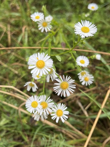 annual fleabane