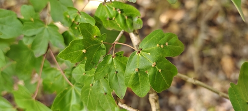solitary maple leaf gall mite, Noordwijkerhout, Nederland, photo 9 of 10