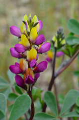 Lupinus stiversii