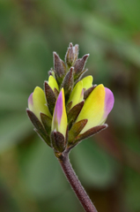 Lupinus stiversii