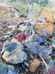 Asclepias solanoana