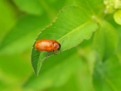 Coptocephala pallens