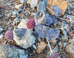 Asclepias solanoana