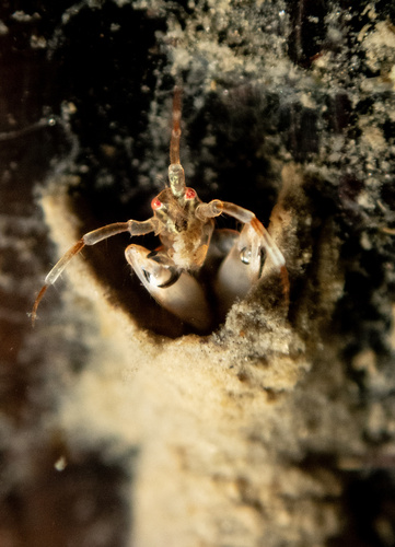 Ericthonius brasiliensis observed 2026-08-20