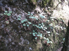 Heuchera longipetala orizabensis