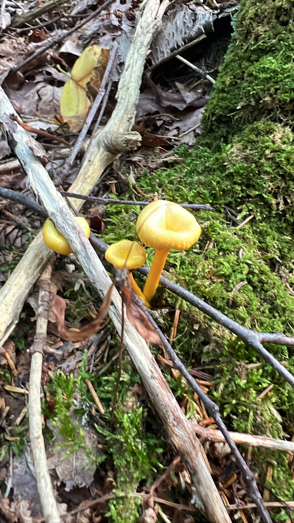 shining waxcap