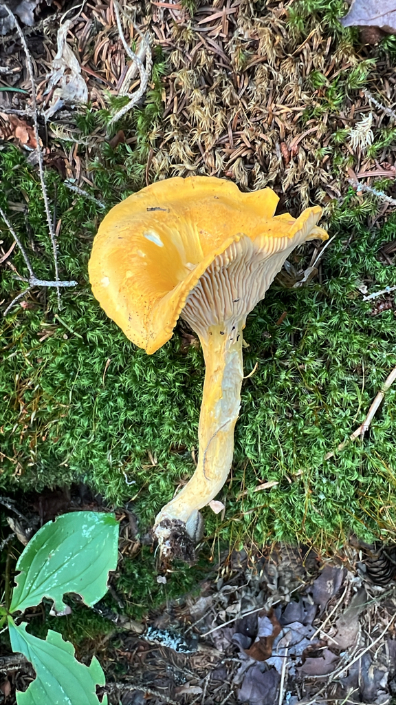 Newfoundland chanterelle