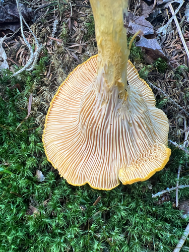 Newfoundland chanterelle
