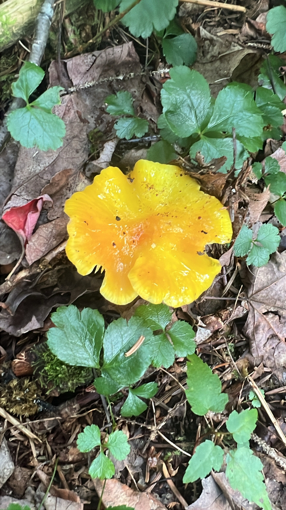 Waxcaps