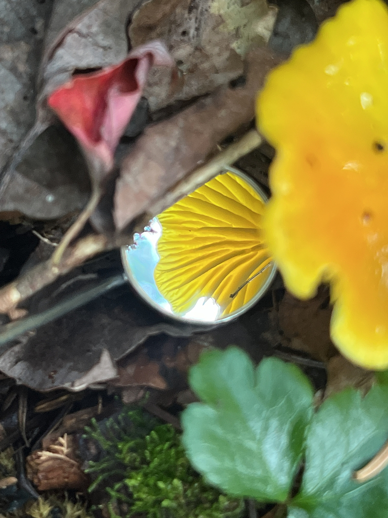 Waxcaps