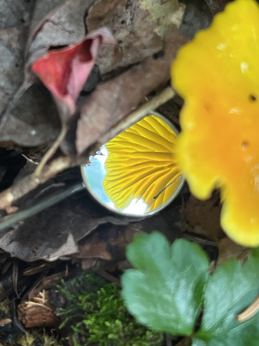 Waxcaps