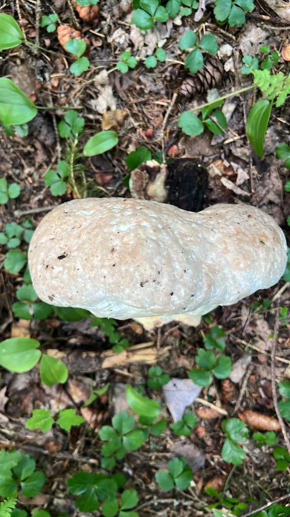 Mushrooms, Bracket Fungi, Puffballs, and Allies
