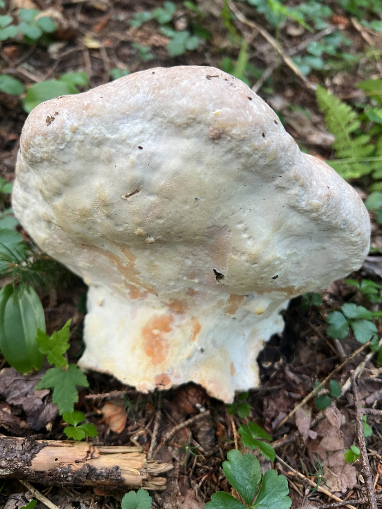 Mushrooms, Bracket Fungi, Puffballs, and Allies