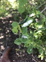 Trirhabda flavolimbata