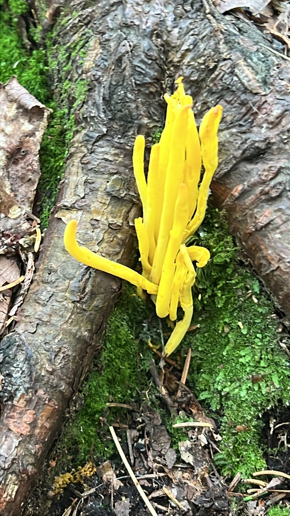 Golden Spindles
