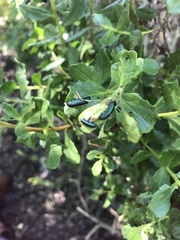 Trirhabda flavolimbata
