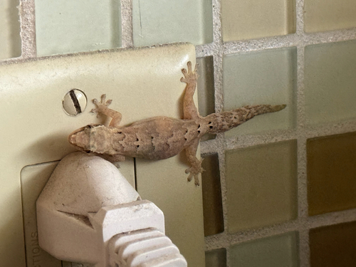 Lepidodactylus lugubris observed 2026-08-21