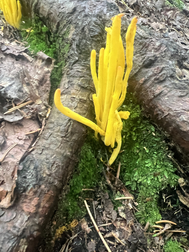 Golden Spindles