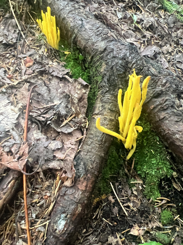 Golden Spindles