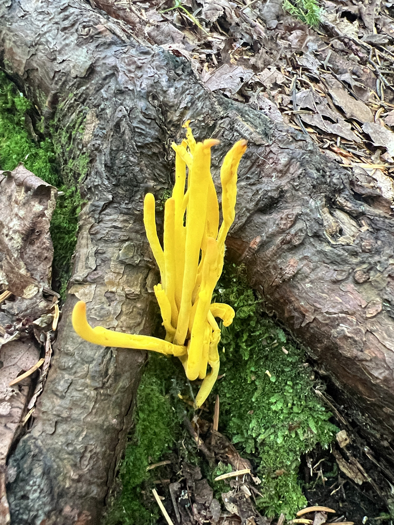 Golden Spindles