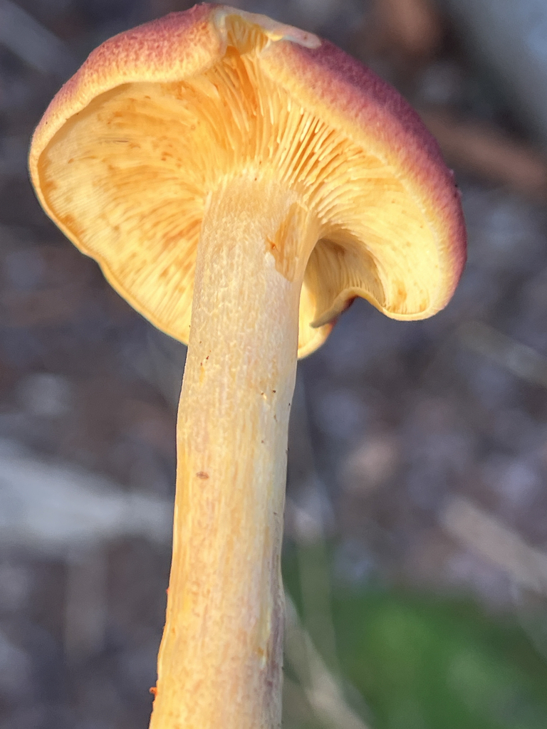 Tricholomopsis
