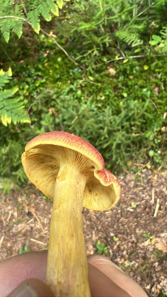 Tricholomopsis