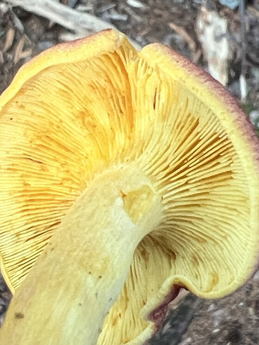 Tricholomopsis