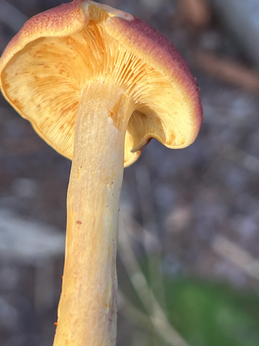 Tricholomopsis