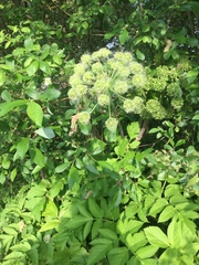 Angelica archangelica