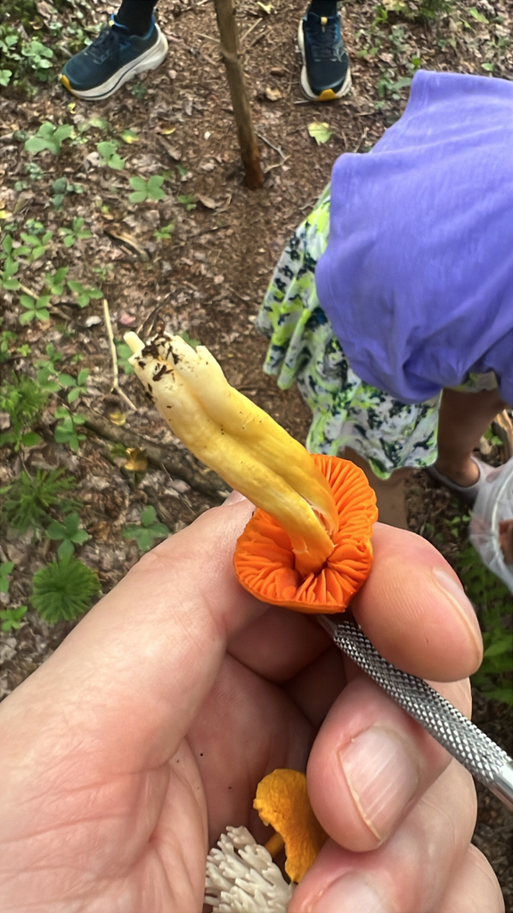 orange gilled waxcap