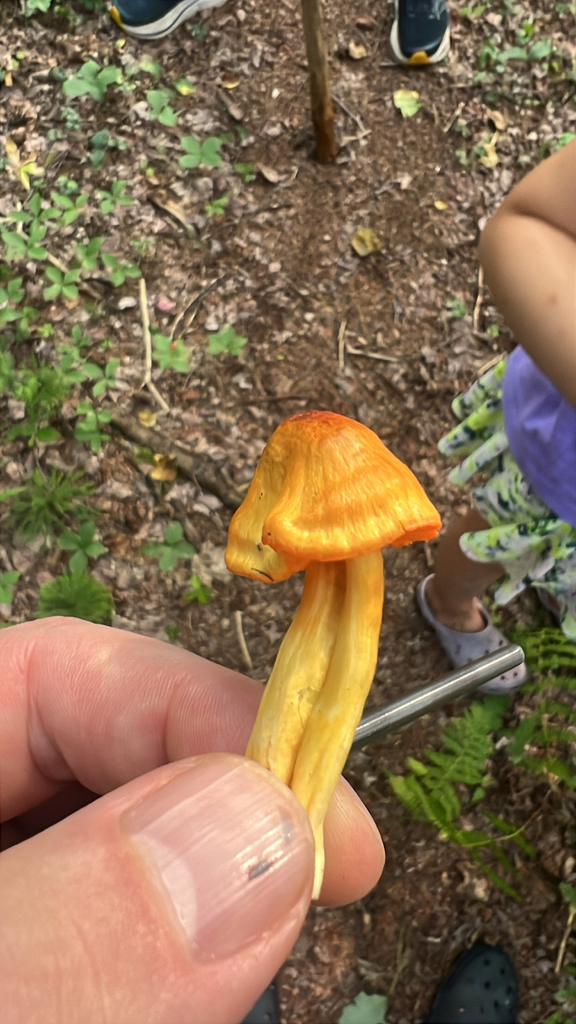 orange gilled waxcap