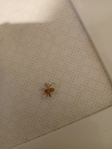 Common Spitting Spider