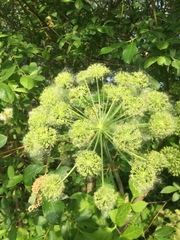 Angelica archangelica