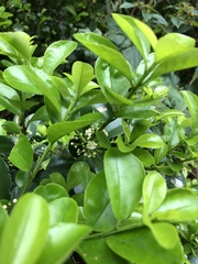 Ilex maximowicziana