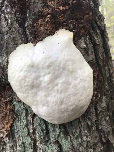 Retikuliarija nuotrauka