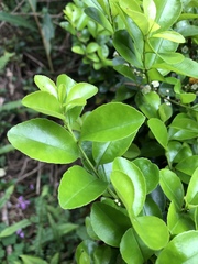 Ilex maximowicziana