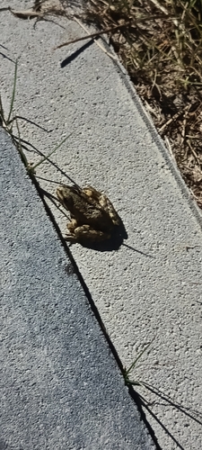 European Common Frog