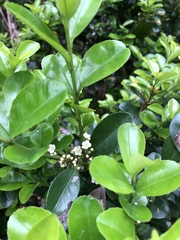 Ilex maximowicziana