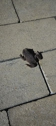 European Toad