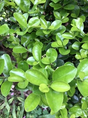 Ilex maximowicziana