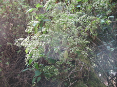 Valeriana clematitis