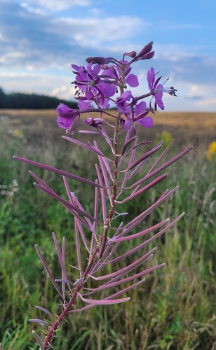 fireweed