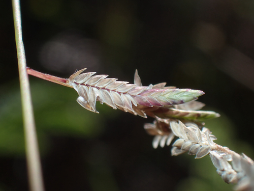 Eragrostis brownii observed 2026-08-18